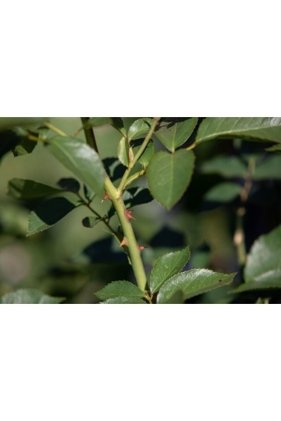 Зелене листя троянди чайно-гібридної Caraluna